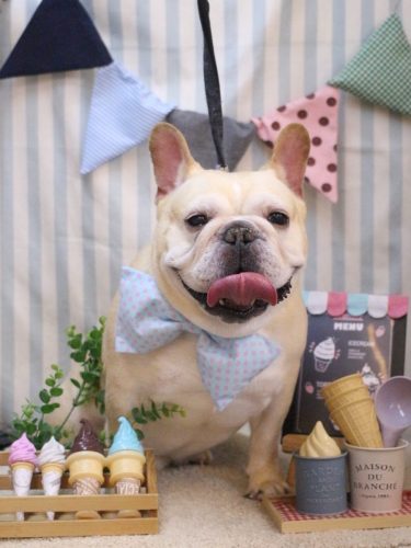 20250511こてつくん